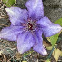 玄関アプローチの画像