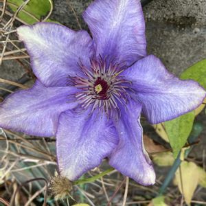 玄関アプローチの画像