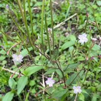 エゾアカバナ,エゾアカバナ,アカバナ科,畑の雑草,家庭菜園の画像