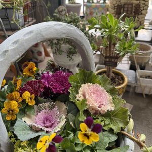 パンジー・ビオラ,多肉植物寄せ植え,ガーデニング,多肉植物のある暮らし,お花とグリーンのある暮らしの画像