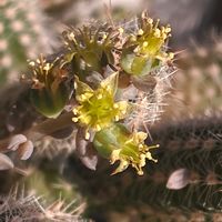 サボテン,多肉植物,山野草,多肉植物とサボテン,多肉植物の花の画像