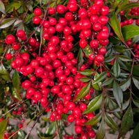 ナンテン,ナンテンの画像