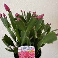 シャコバサボテンの画像