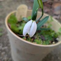 スノードロップの画像