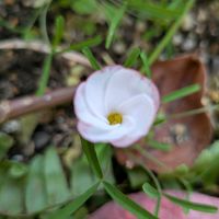 オキザリスの画像