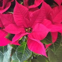 ポインセチアの画像