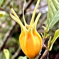 クチナシ,ナンテン,ヒュウガミズキ,マサキ,かわいいの画像