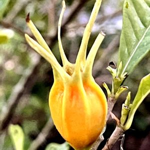 クチナシ,ナンテン,ヒュウガミズキ,マサキ,かわいいの画像