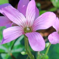 ムラサキカタバミ,今日のお散歩の画像