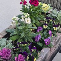 ストック,葉牡丹,ビオラ,シルバーリーフ,咲いてくれてありがとうの画像