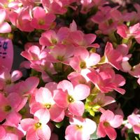 ベランダガーデン,カランコエ属,可愛い,頂き物,癒しの画像