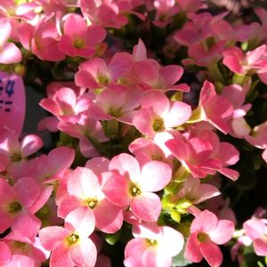 ベランダガーデン,カランコエ属,可愛い,頂き物,癒しの画像