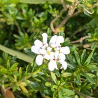 アリッサム,アリッサム,アリッサム,オキザリス,オキザリスの画像