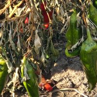 観賞用トウガラシの画像