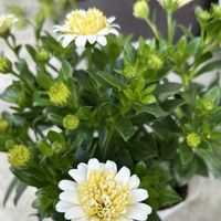 オステオスペルマム,出会いに感謝♡,金曜日の蕾たち,オステオスペルマム　リトルプリンセスシリーズ,オステオスペルマム　リトルプリンセスシリーズ　レモンタルトの画像