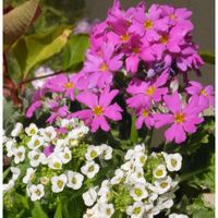 アリッサム,サザンカ,プリムラ,可愛い,綺麗の画像