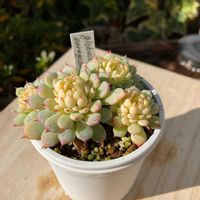 グロブローサ×ザラゴーサ,グロブローサ×サラゴサ,多肉植物,多肉中毒,多肉多肉多肉の画像