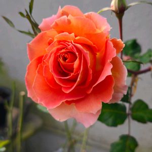 バラ ブラスバンド,バラ　品種不明,バラ　はつね,鉢植え,植中毒の画像