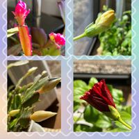 シャコバサボテン,ハイビスカス,金魚草,ユリオプスデージ－,花のある暮らしの画像