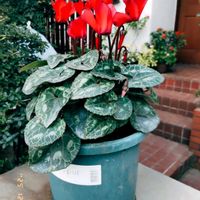 パンジー・ビオラ,ガーデンシクラメン,原種シクラメン,原種シクラメン ヘデリフォリウム,ガーデンシクラメンの葉の画像