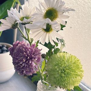 マム,マム,切り花,可愛い,見切り品の画像