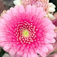ガーベラ,ピンク色の花,oriの自由なピンクの日,ありがとうおめでとう,可能性は無限大の画像