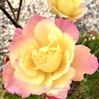 バラ ピース,ローズ,花のある暮らし,緑のある暮らし,薔薇の花の画像