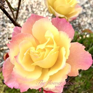 バラ ピース,ローズ,花のある暮らし,緑のある暮らし,薔薇の花の画像