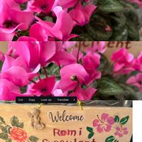 多肉好きな人と繋がりたい,横浜タニラー,バラと夢CLUB,夜なべっこ,ロミさんのＤIＹの画像