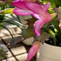 リメ鉢！,ジャコバサボテン,ジャコバサボテン,ジャコバサボテン,ジャコバサボテンの画像