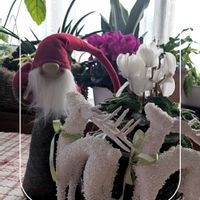 サンスベリア,シクラメン,ポトスエンジョイ,フィカス・ウンベラータ,カンガルーファンの画像