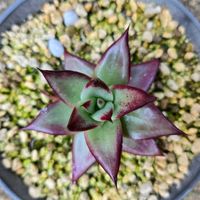 エケベリア,タッチ　エケベリア,エケベリア タッチ,多肉植物 エケベリア,いつもありがとう♡の画像