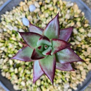 エケベリア,タッチ　エケベリア,エケベリア タッチ,多肉植物 エケベリア,いつもありがとう♡の画像