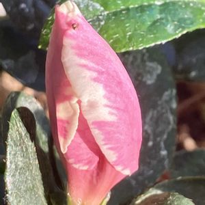 アザレア,アザレア,ピンク,癒し,ピンクの花の画像