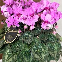 横浜セレクション フレアーブルー,今年もありがとう♡,12月,GSの皆さまに感謝♡,GSで頑張れる♪の画像