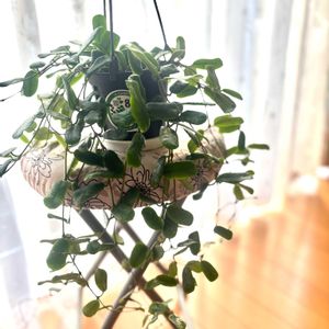 ホヤ ロツンディフォリア,ホヤ・ロツンディフォリア,ホヤ・ロツンディフォリア,ホヤ♡,ホヤ♡の画像