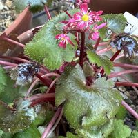 アザレア,大文字草,カーネーション オスカー,ゼラニウム・白,バラ咲きオキザリス　オックスローズの画像