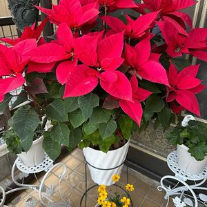 ポインセチア,玄関先の画像