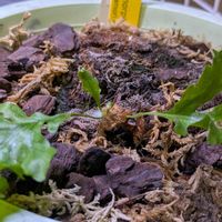 アグラオモルファ メイエニアナ,シダ植物,着生植物,珍奇植物,植物のある暮らしの画像