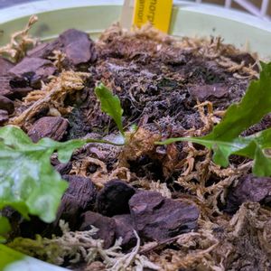 アグラオモルファ メイエニアナ,シダ植物,着生植物,珍奇植物,植物のある暮らしの画像