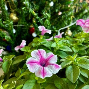 ペチュニア,ペチュニア　ラブリーアイ,タキイ,ガーデニング初心者,ここにしか咲かない花の画像