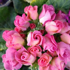 プリムラ　ジュリアン,花のある暮らし,植中毒,花自慢,花中毒の画像