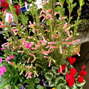 エリカ クリスマスパレード,エリカ クリスマスパレード,ホンコンカポックの花芽,ホンコンカポックの花芽,ホンコンカポックの花芽の画像