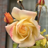 バラ,我が家の庭の画像