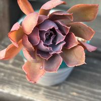 紅葉,エケベリア,多肉植物,子株,ヒラヒラ系の画像