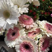 ガーベラ,ガーベラ,免疫力UP,良い睡眠を〜,温かくして過ごしましょう♡の画像