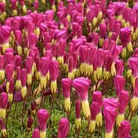 オキザリス,オキザリス,金曜日の蕾たち,愛犬と散歩( ᐡ ᵔᴥᵔ ᐡ )の画像