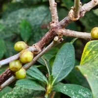 ロウバイの画像