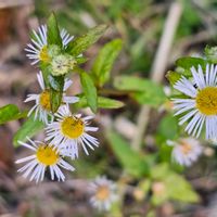 ヒメジョオンの画像