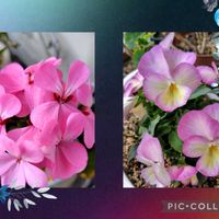 ゼラニウム,虹色スミレの画像